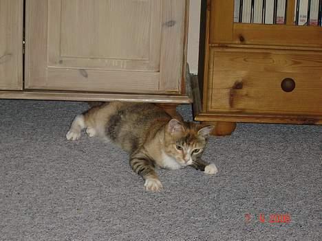 Huskat Lille Mis - Der må være noget jeg kan jagte billede 3