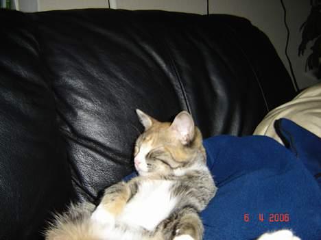 Huskat Lille Mis - ja jeg sover trygt og godt ved carsten billede 6