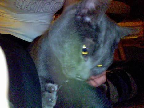 Huskat Mezzo <3 billede 9