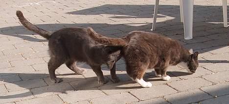 Huskat Mezzo <3 billede 10