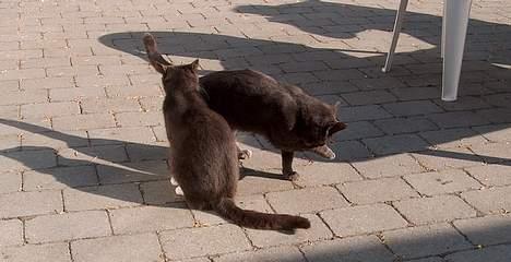 Huskat Mezzo <3 billede 11