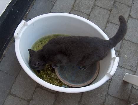 Huskat Mezzo <3 billede 12