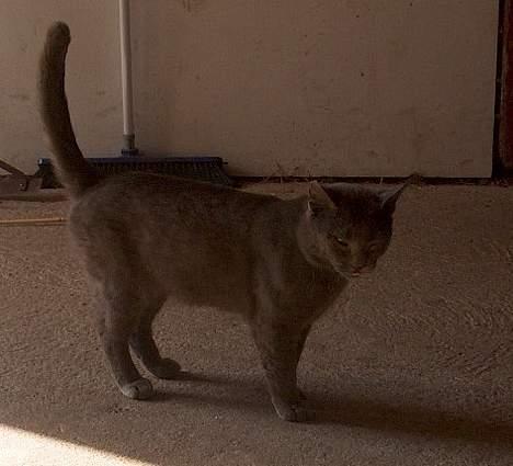 Huskat Mezzo <3 billede 13