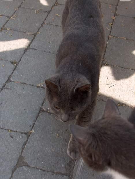 Huskat Mezzo <3 billede 14