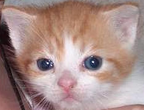 Huskat Garfield >> MIN BRORS << billede 9