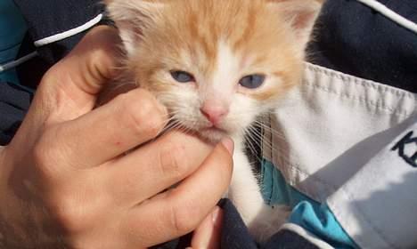 Huskat Garfield >> MIN BRORS << billede 10