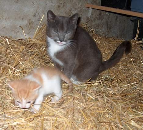 Huskat Garfield >> MIN BRORS << billede 12