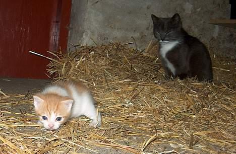 Huskat Garfield >> MIN BRORS << billede 13