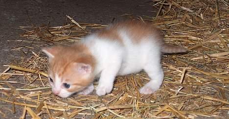 Huskat Garfield >> MIN BRORS << billede 14