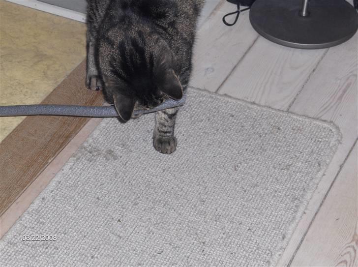 Huskat Felix - jeg låner lige "fars" fugebånd billede 11