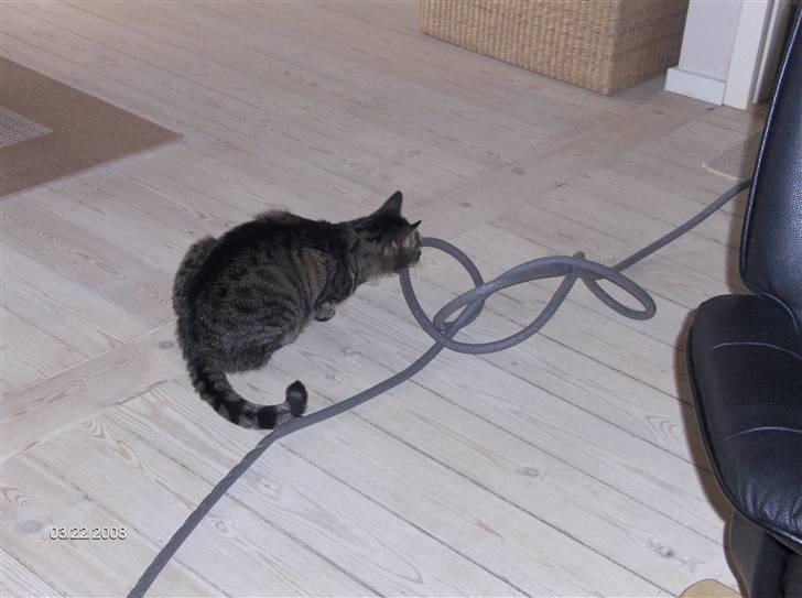 Huskat Felix - så,,nu fik jeg det hele slæbt ind i stuen billede 12