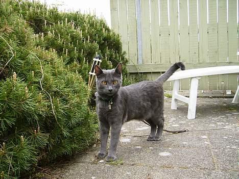 Russian Blue Pelle - Det nyeste billede af Pellemissen... billede 20