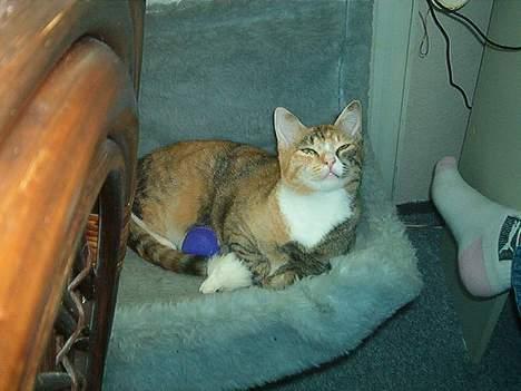 Huskat Lille Mis - Her er jeg i min kurv, det er et dejligt katteliv jeg har ;-) billede 7