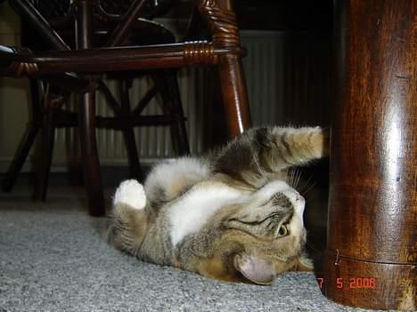 Huskat Lille Mis - her er jeg rigtig lækker billede 8