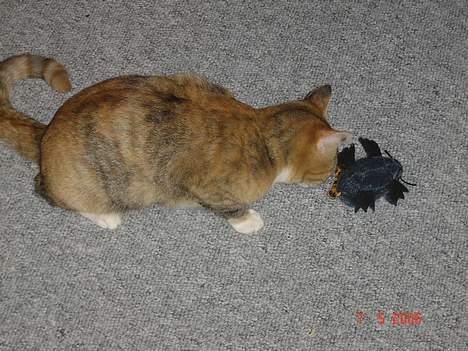 Huskat Lille Mis - Halløj hvad er du for en?? billede 9