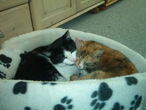 Huskat Badisse - her er vi så i kurven og lille mis skal vaskes billede 5