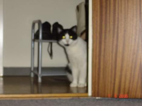 Huskat Badisse - var der nogen der kaldte?? billede 7