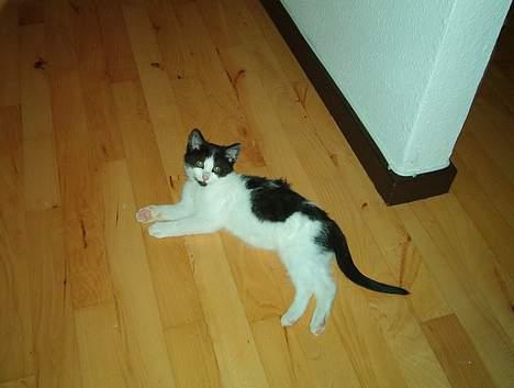 Huskat Badisse - her er jeg da sød billede 8