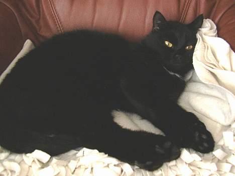 Blanding af racer Lisser billede 1