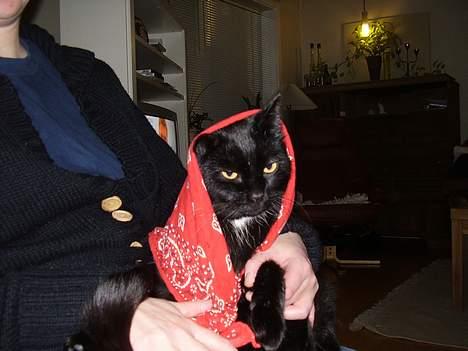 Blanding af racer Lisser billede 2