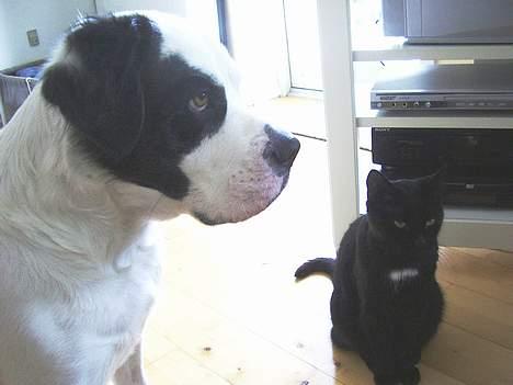 Blanding af racer Lisser billede 3