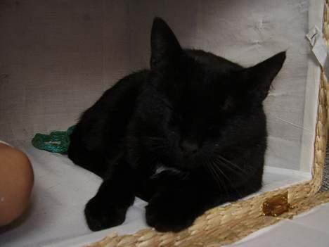 Blanding af racer Lisser billede 4