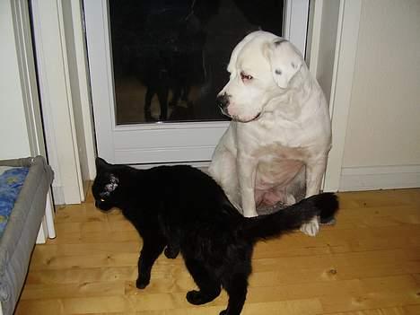 Blanding af racer Lisser billede 5