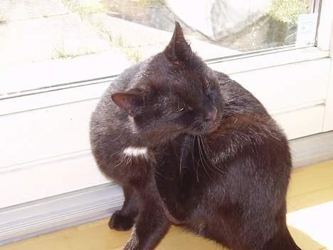 Blanding af racer Lisser billede 6