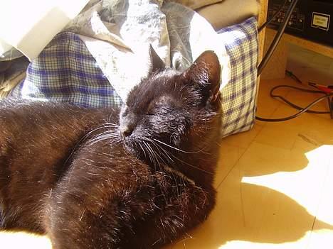 Blanding af racer Lisser billede 7