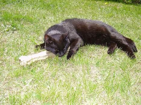 Blanding af racer Lisser - He he....har lige snuppet Emma´s tyggeben og hun tør ikke tage det fra mig ;o) billede 8