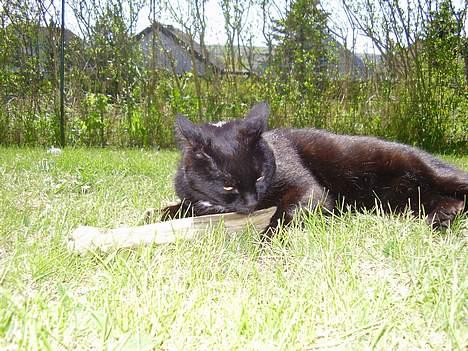 Blanding af racer Lisser - Ja ja....jeg ved godt jeg er provokerende lige nu.....driller bare Emma lidt ;o) billede 9