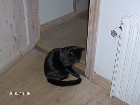 Huskat Speedi billede 1