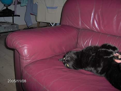 Huskat Speedi billede 2