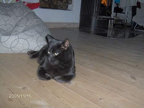 Huskat Speedi billede 3