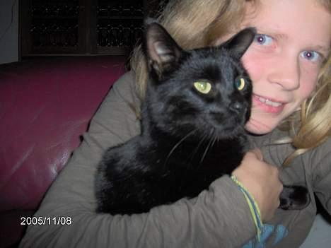 Huskat Speedi billede 4