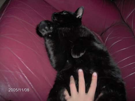 Huskat Speedi billede 6