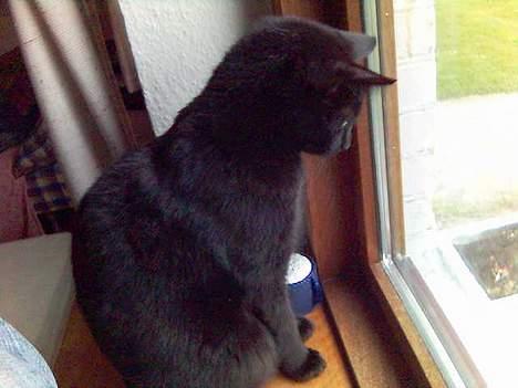 Huskat Speedi billede 7