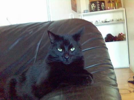 Huskat Speedi billede 8