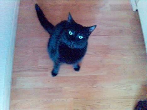 Huskat Speedi billede 9