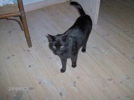 Huskat Speedi billede 10