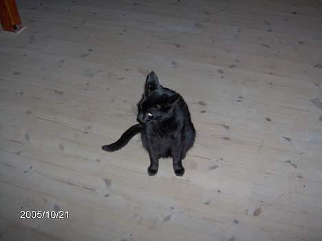 Huskat Speedi billede 11