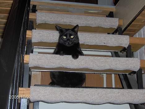 Huskat Speedi billede 12