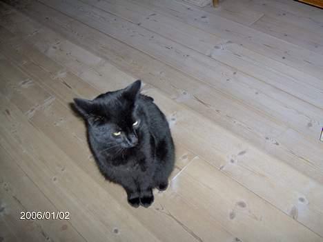 Huskat Speedi billede 13