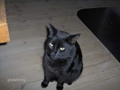 Huskat Speedi billede 14