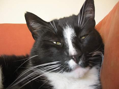 Huskat Pumba billede 1