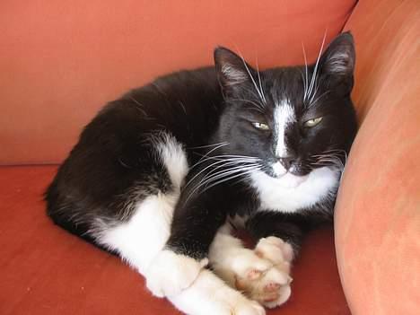 Huskat Pumba billede 2