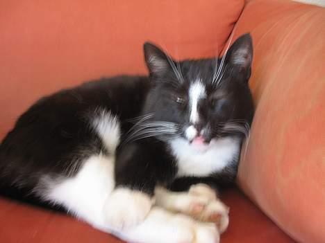 Huskat Pumba billede 3