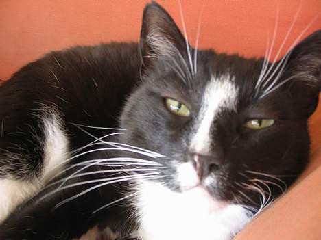 Huskat Pumba billede 4