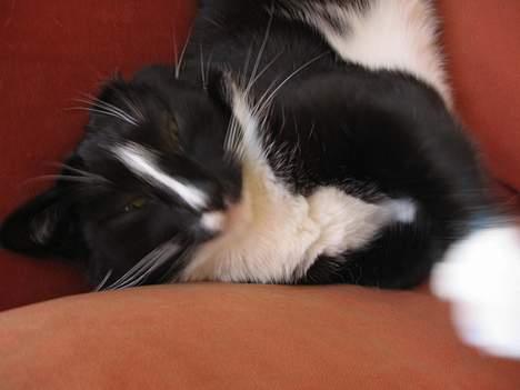 Huskat Pumba billede 6