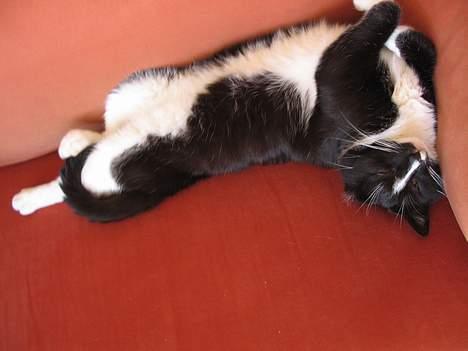 Huskat Pumba billede 7